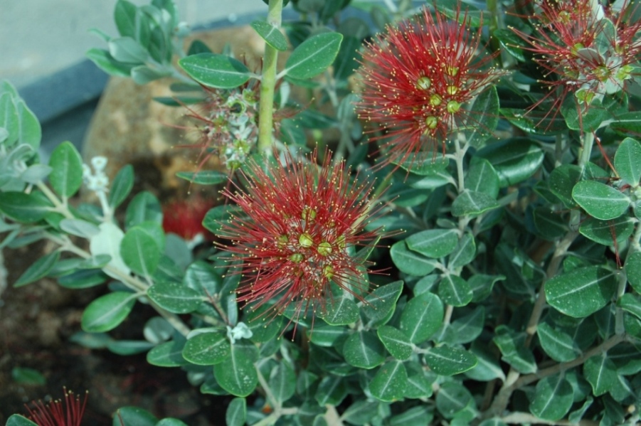 Flora delle Eolie - Metrosideros sp